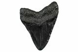 Fossil Megalodon Tooth - South Carolina #340192-1